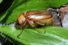Rhizotrogus marginipes